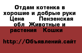 Отдам котенка в хорошие и добрые руки › Цена ­ 5 - Пензенская обл. Животные и растения » Кошки   